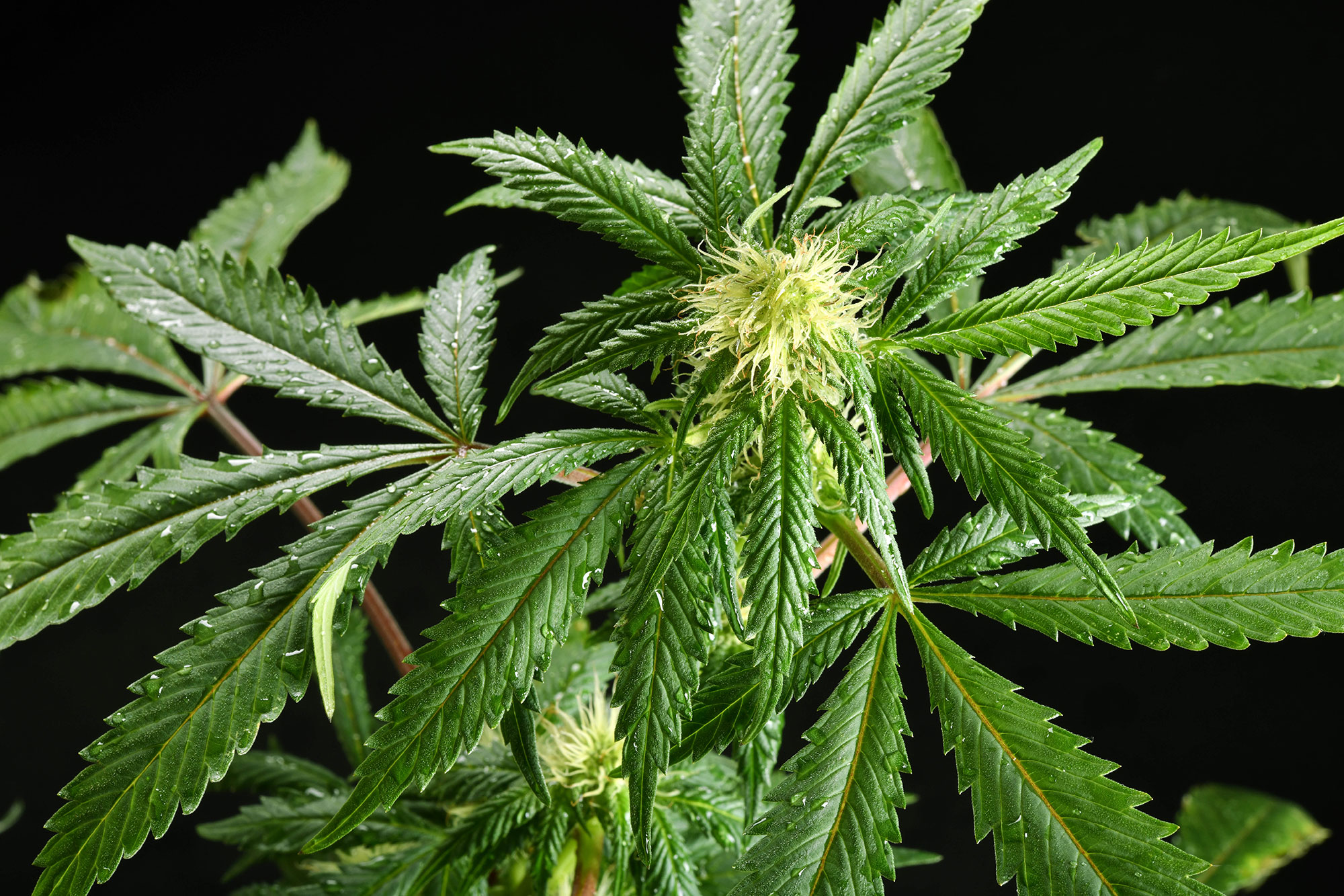 mike wepplo cannabis photography CBD medicinal plant